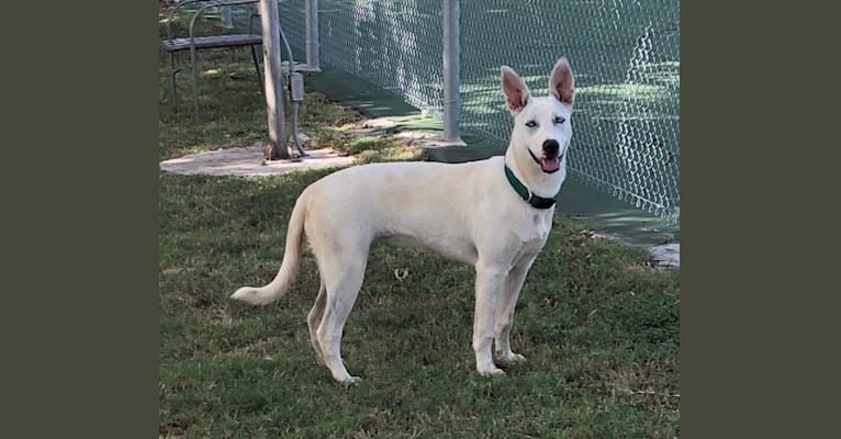 White german shepherd pitbull mix sales