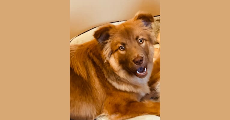 Molly Bear, a Siberian Husky and Labrador Retriever mix tested with EmbarkVet.com