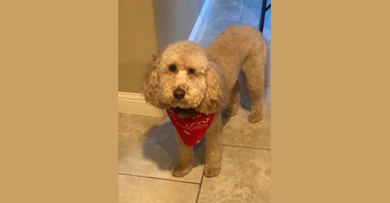 Photo of Walter, a Goldendoodle  in Rogers, Arkansas, USA