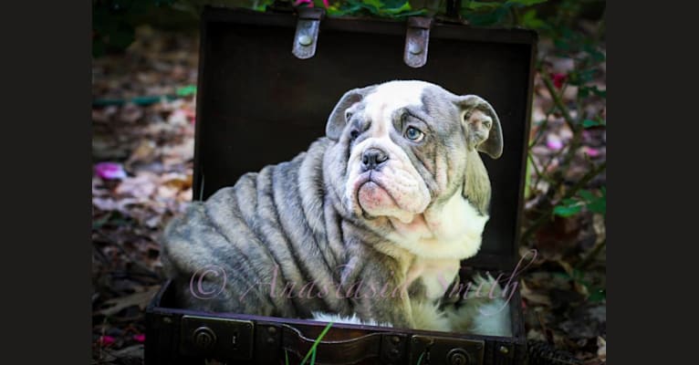 Freya, a Bulldog tested with EmbarkVet.com