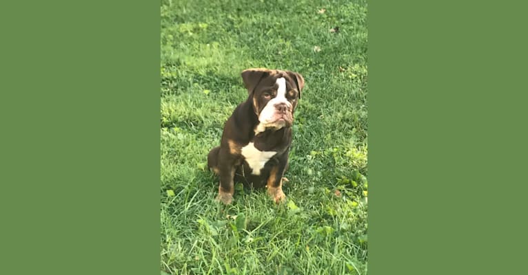 Photo of Quincy, a Bulldog 