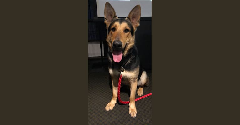 Henry, a German Shepherd Dog tested with EmbarkVet.com