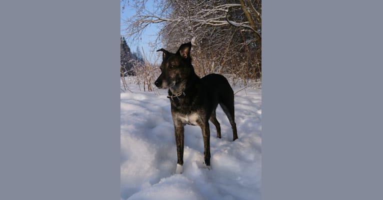 Olia, an European Village Dog tested with EmbarkVet.com