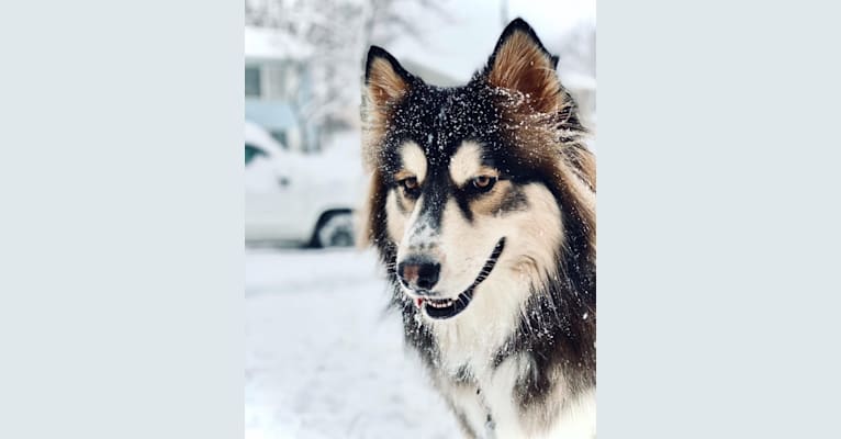 Photo of Kodiak (Koda), a Siberian Husky and Mixed mix in Rochester, Minnesota, USA
