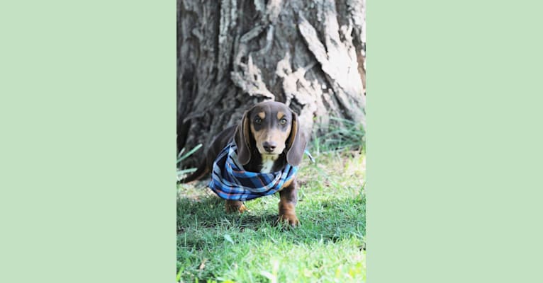Photo of Tails, a Dachshund  in Los Lunas, NM, USA