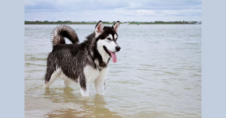 Tonka, an Alaskan Malamute tested with EmbarkVet.com