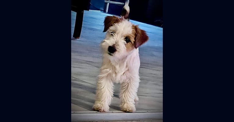 Snowball, a Russell-type Terrier tested with EmbarkVet.com