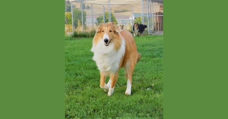 Pawsitively Paite, a Collie tested with EmbarkVet.com