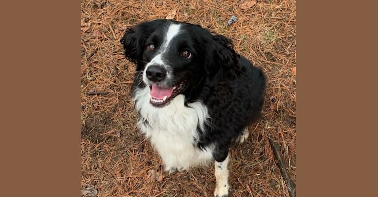 Pepé le Pew, a Miniature/MAS-type Australian Shepherd and English Springer Spaniel mix tested with EmbarkVet.com