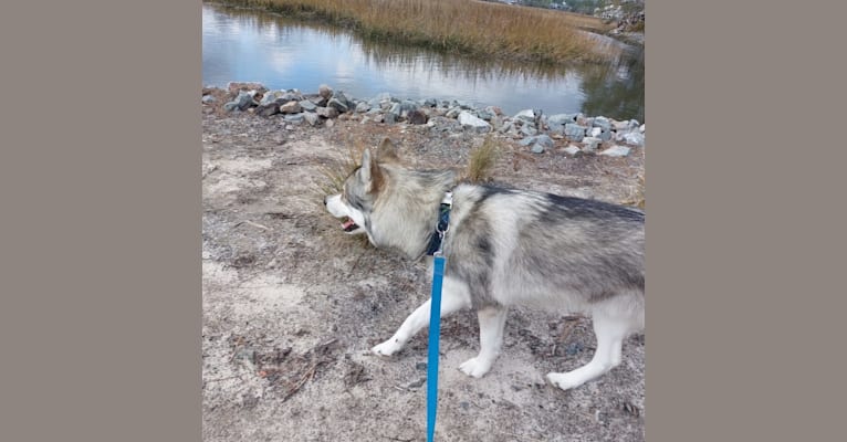 Aragorn, a Siberian Husky and German Shepherd Dog mix tested with EmbarkVet.com