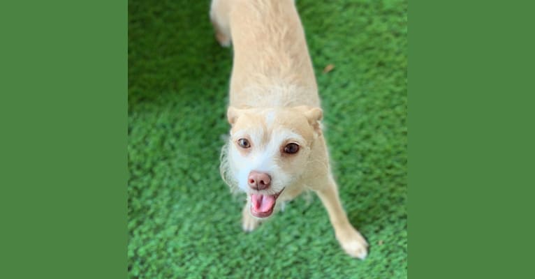 Kenzie, a Chihuahua and Rat Terrier mix tested with EmbarkVet.com