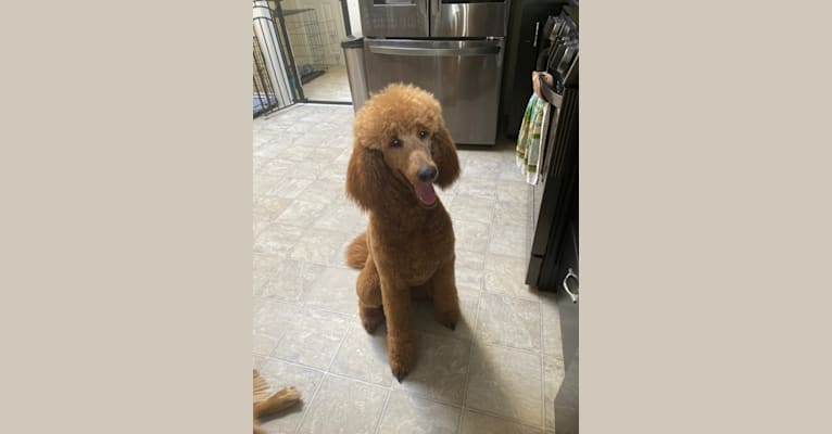 Maisy, a Poodle (Standard) tested with EmbarkVet.com