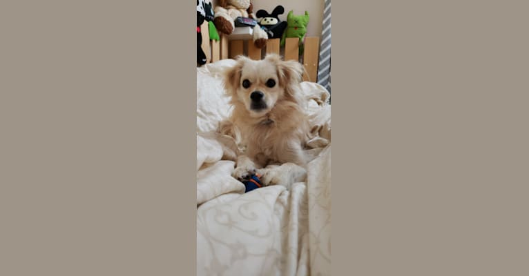 Photo of Arthur, a Poodle (Small), Shih Tzu, Pekingese, Cocker Spaniel, Pomeranian, and Mixed mix in null