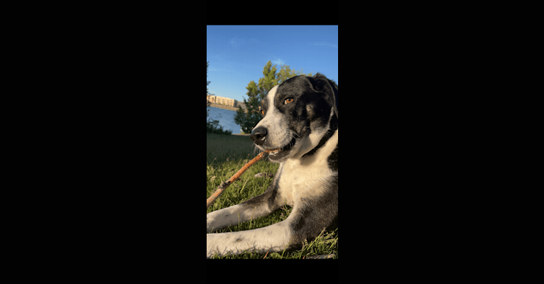 Photo of Rex, an American Pit Bull Terrier, Australian Cattle Dog, Catahoula Leopard Dog, Border Collie, and Mixed mix in Sparks, Nevada, USA