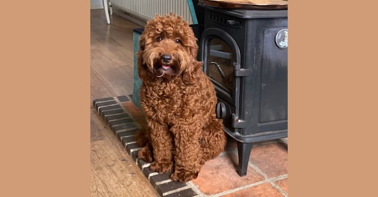 Newton, a Poodle (Small) and English Cocker Spaniel (Working Type) mix tested with EmbarkVet.com