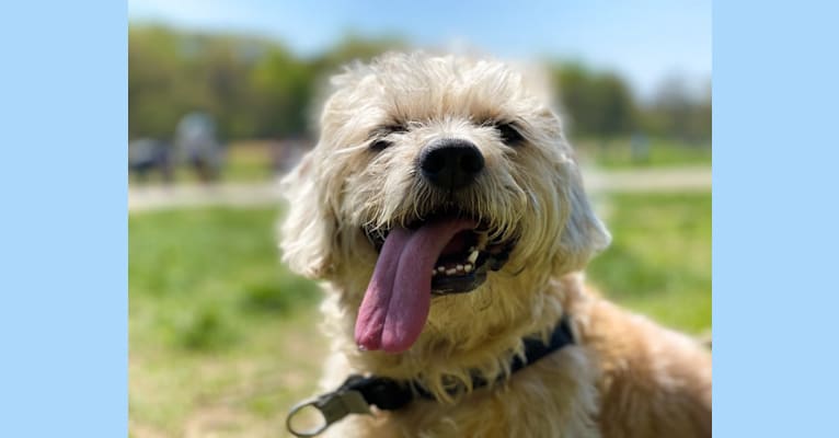 Ziggy, a Beagle and Dachshund mix tested with EmbarkVet.com