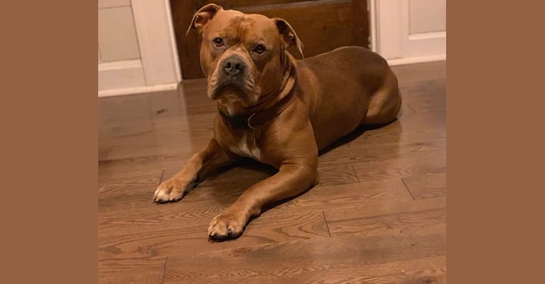 Kobe, an Olde English Bulldogge and American Bulldog mix tested with EmbarkVet.com