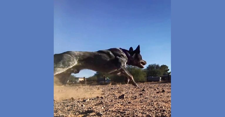 Photo of Bruce, an Australian Cattle Dog  in Taylor, AZ, USA