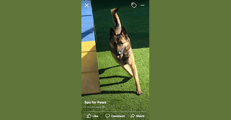 Munch, a German Shepherd Dog and Belgian Malinois mix tested with EmbarkVet.com