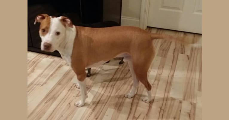 Sutton, a Staffordshire Terrier tested with EmbarkVet.com