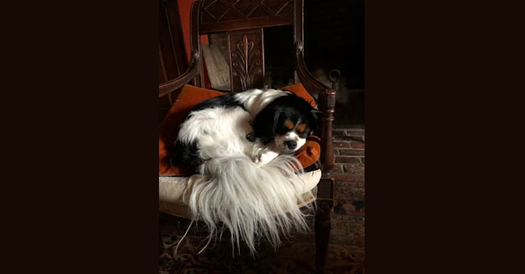 ROBBIE, a Cavalier King Charles Spaniel and Pomeranian mix tested with EmbarkVet.com