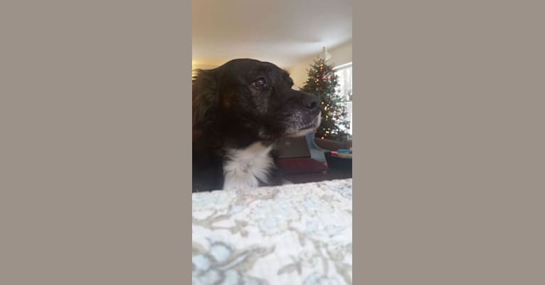 Echo, a Staffordshire Terrier and Cocker Spaniel mix tested with EmbarkVet.com
