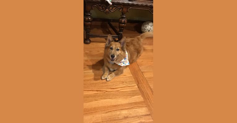 Photo of Penny, a Miniature Pinscher, American Pit Bull Terrier, Collie, and Chow Chow mix