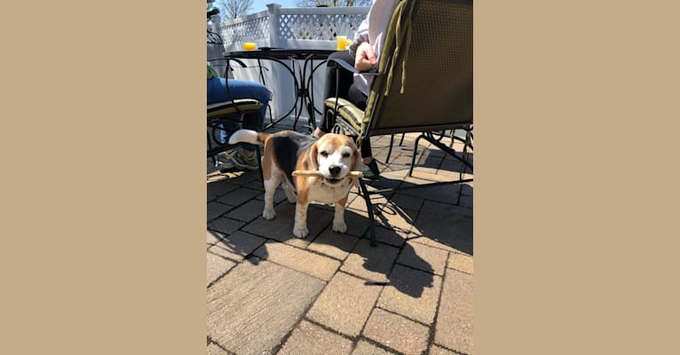 Mae, a Beagle tested with EmbarkVet.com
