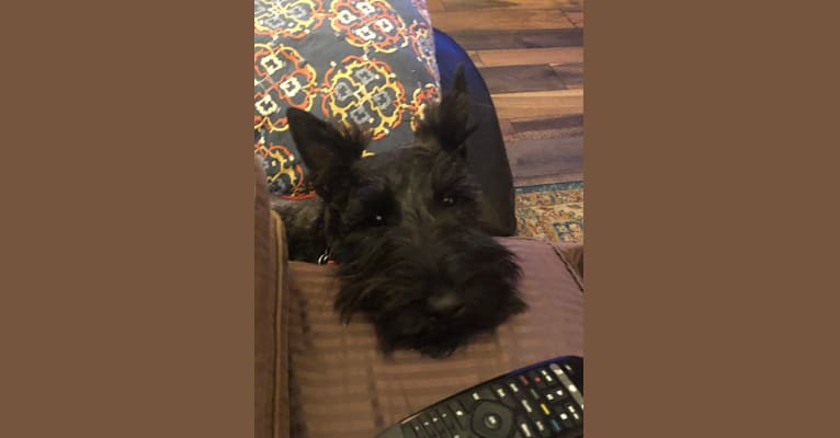 Tucker, a Scottish Terrier tested with EmbarkVet.com