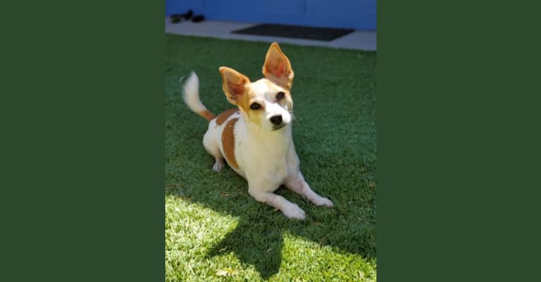 Photo of Max, a Russell-type Terrier, Chihuahua, and Mixed mix in Tucson, Arizona, USA