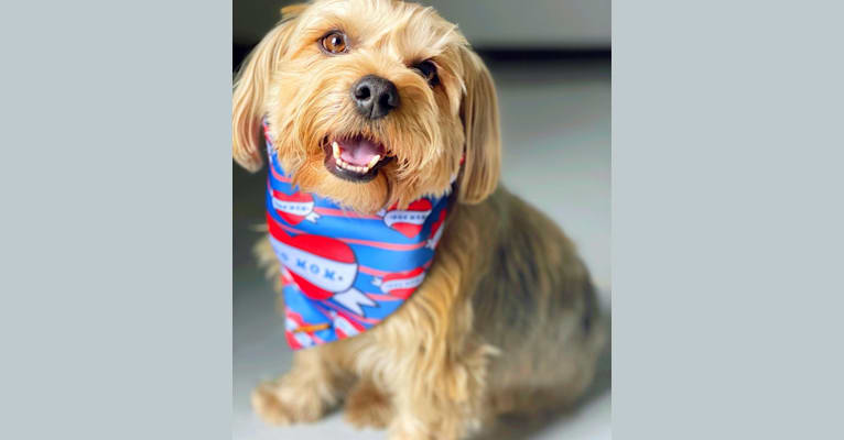 Photo of LUCA, a Yorkshire Terrier  in Guadalajara, Jalisco, Mexico