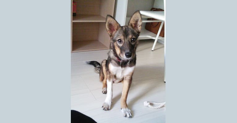 Embark Dog Dna Test Breed