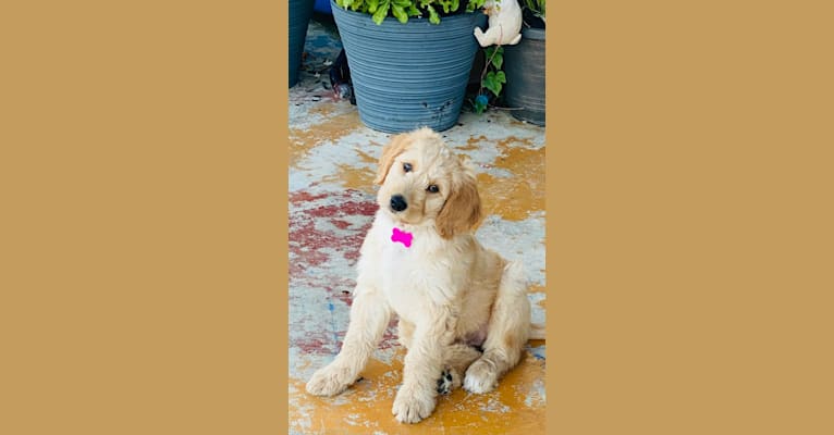 Photo of Blossom, a Poodle (Standard), Golden Retriever, and Bernese Mountain Dog mix in Converse, Texas, USA
