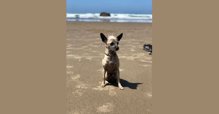 Fionna, a Chihuahua and Shih Tzu mix tested with EmbarkVet.com