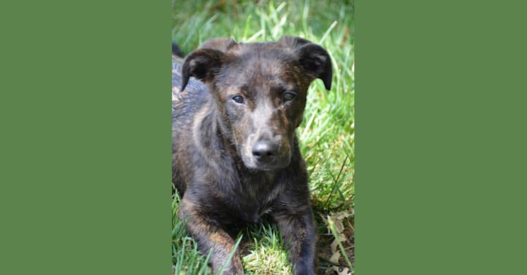 Brunhilda, a Labrador Retriever and Staffordshire Terrier mix tested with EmbarkVet.com