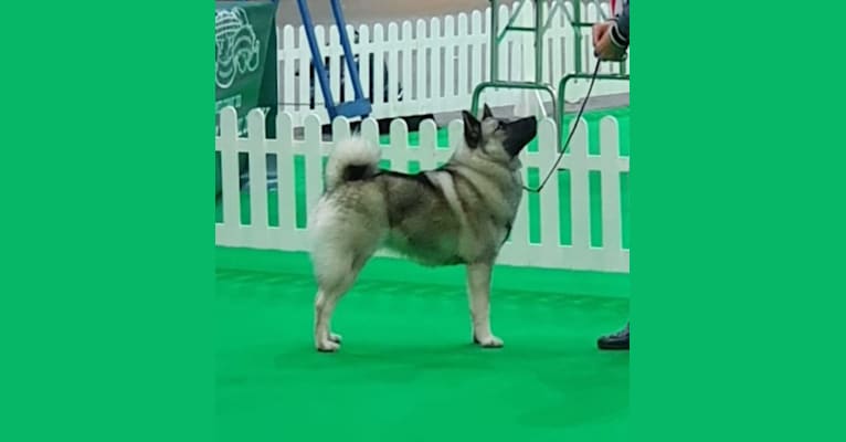 ALYS, a Norwegian Elkhound tested with EmbarkVet.com
