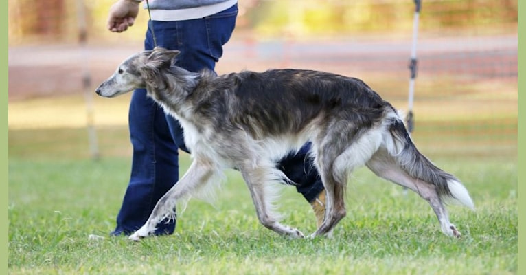 Embark Dog Dna Test Breed