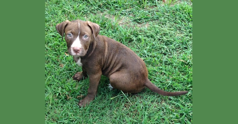 Embark Dog Dna Test Breed