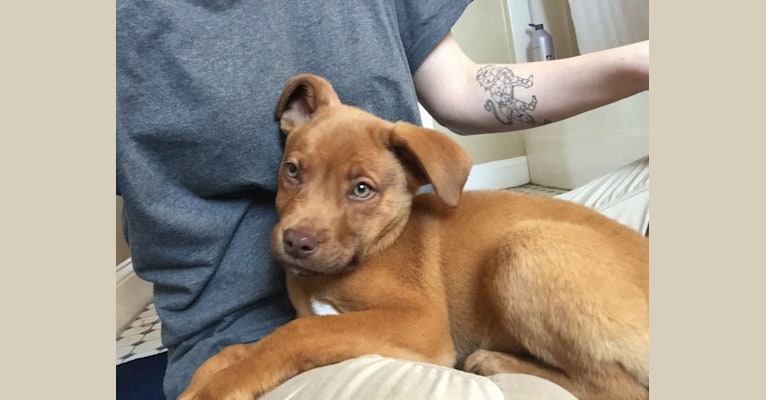 Embark Dog Dna Test Breed