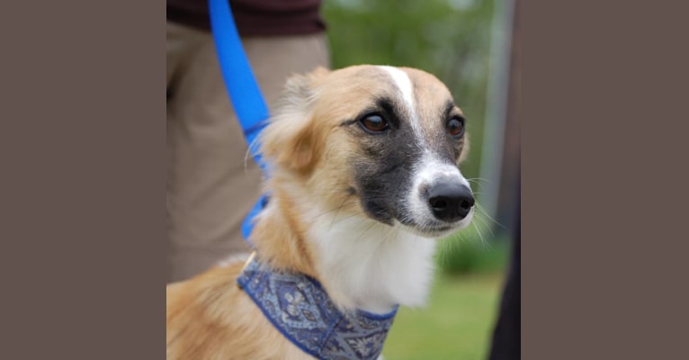 Embark Dog Dna Test Breed