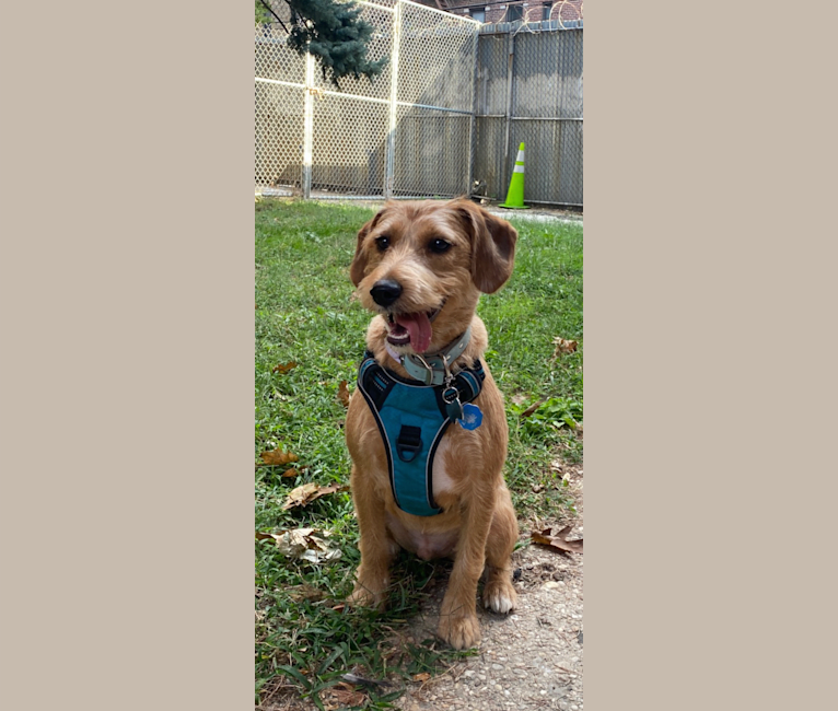 Teddy, a Beagle and Irish Terrier mix tested with EmbarkVet.com