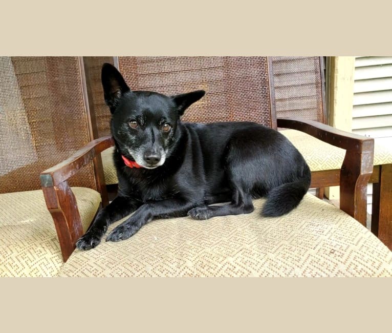 Tux, a Schipperke and Boston Terrier mix tested with EmbarkVet.com