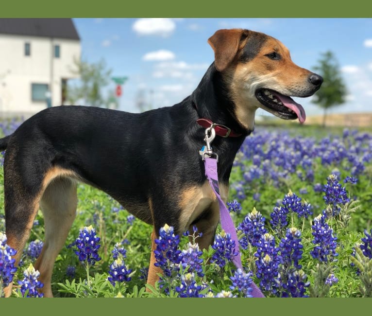 great pyrenees coonhound mix