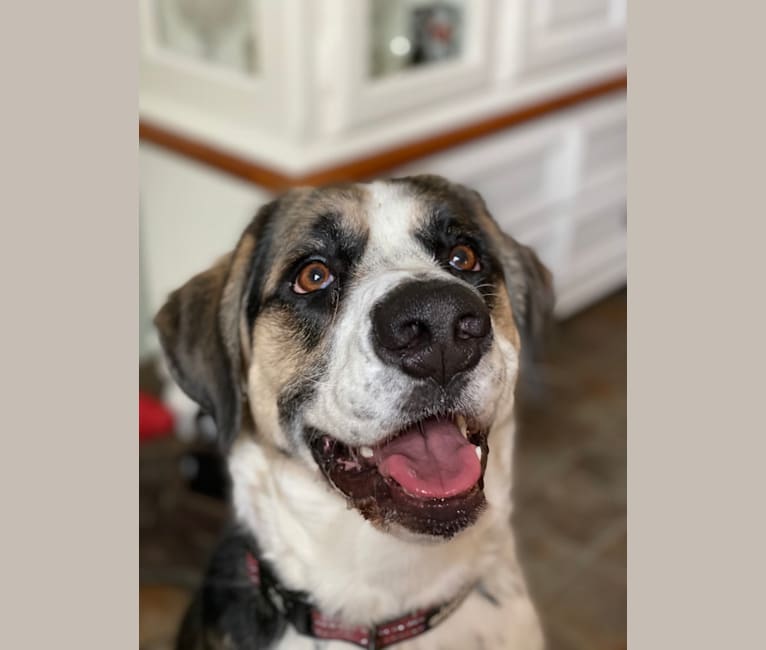 Saint bernard catahoula store mix