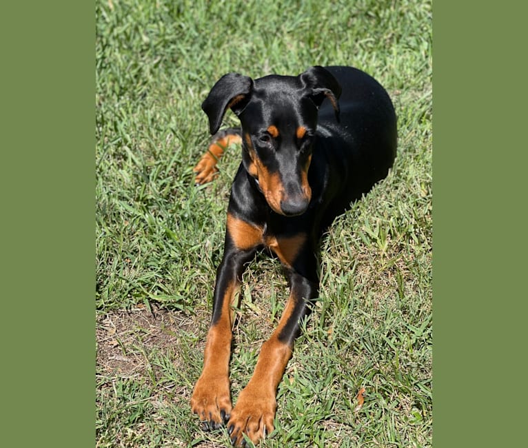 Petra Venge Montgomery, a Doberman Pinscher tested with EmbarkVet.com