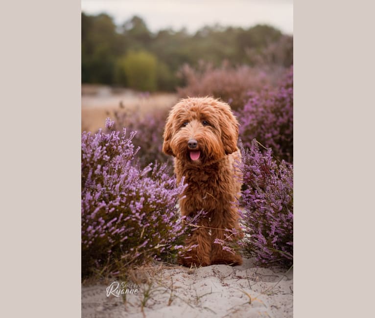 Photo of Ruby, a Poodle (Small), Poodle (Standard), and Labrador Retriever mix in Berkel en Rodenrijs, Nederland