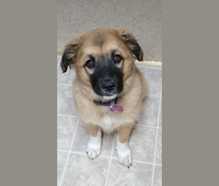 Weimaraner great pyrenees mix clearance