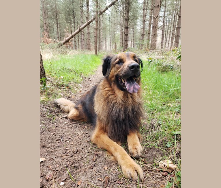 Embark Dog Dna Test Breed
