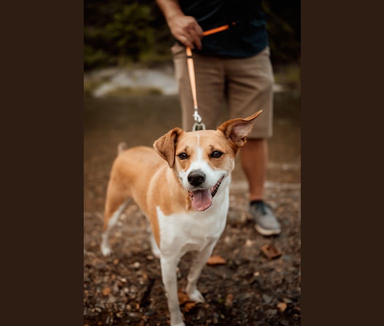 Rosie, a Beagle and Boxer mix tested with EmbarkVet.com