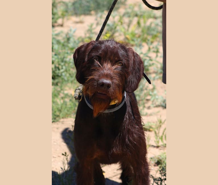 Windy sage pudelpointers sales